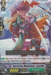 Narcissus Musketeer, Joachim [G Format]