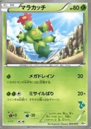 Maractus
